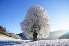 雪景
