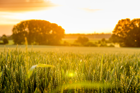 风景 小麦  黄昏