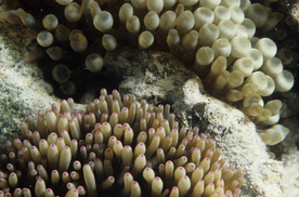 珊瑚海 珊瑚礁 堡礁 环礁 台