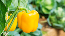甜椒