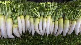 白萝卜