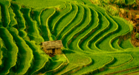 梯田小屋  风景油画