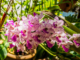 蝴蝶兰