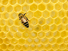 蜂