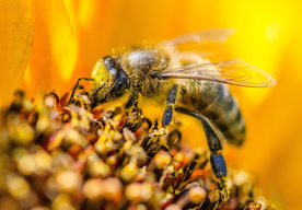 蜂