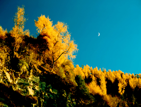 秋天月亮 风景油画