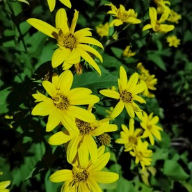 黄花 花朵 鲜花