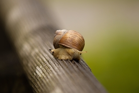 蜗牛