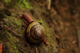 蜗牛