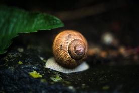 蜗牛