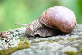 蜗牛
