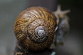 蜗牛
