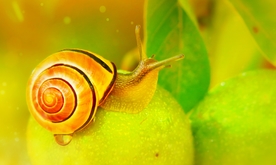 蜗牛
