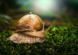 蜗牛