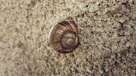 蜗牛