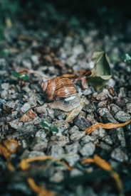 蜗牛