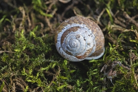 蜗牛