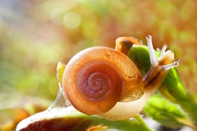 蜗牛