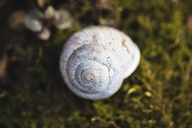 蜗牛