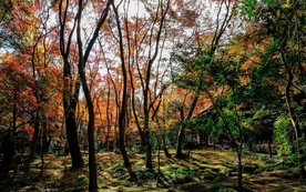 风景