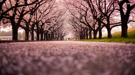 风景