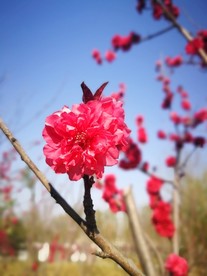 大红色鲜花