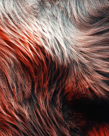 C4D 模型动物毛发毛毯狼毛