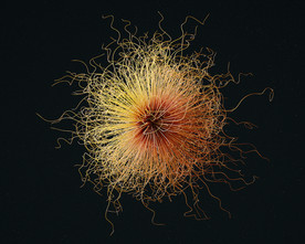 C4D 模型微生物细菌病毒抽象