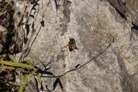 贴在石上的蜜蜂