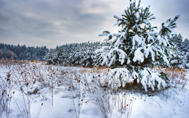 风景 雪景