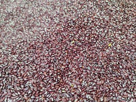 杂粮 粗粮 红豆 超市素材