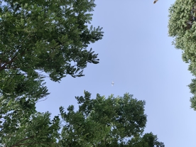 树叶遮罩转场素材