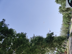 天空空镜绿树环绕