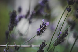 紫色薰衣草