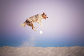 动物 宠物 狗 猫