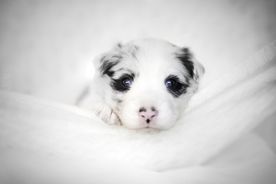 动物 宠物 狗 猫