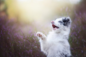 动物 宠物 狗 猫