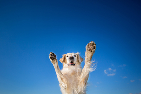 动物 宠物 狗 猫