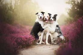 动物 宠物 狗 猫