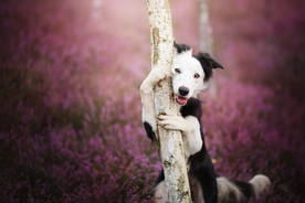 动物 宠物 狗 猫