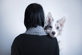 动物 宠物 狗 猫