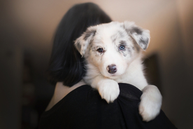 动物 宠物 狗 猫