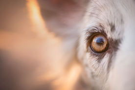 动物 宠物 狗 猫