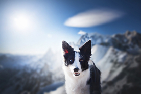 动物 宠物 狗 猫