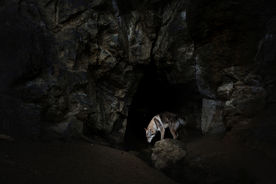 动物 宠物 狗 猫