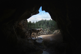 动物 宠物 狗 猫