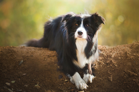 动物 宠物 狗 猫