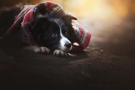 动物 宠物 狗 猫