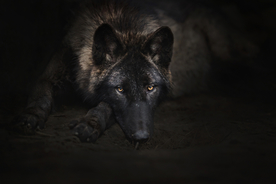 动物 宠物 狗 猫