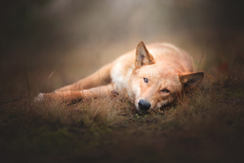 动物 宠物 狗 猫